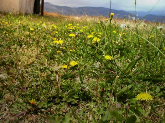 Γεωγραφική εξάπλωση- καλλιέργεια Το ταραξάκο είναι φυτό με ευρύτατη εξάπλωση, σχεδόν κοσμοπολίτικο, καθώς απαντά σε όλη σχεδόν την εύκρατη ζώνη του βόρειου ημισφαιρίου, καθώς και σε εύκρατες περιοχές