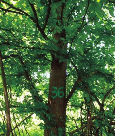 Јована Деветаковић, Мирјана Шијачић-Николић 1. УВОД Вез (Ulmus effusa Willd.) је врста која припада групи племенитих лишћара, који се одликују изузетним карактеристикама и квалитетом дрвета.