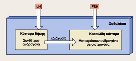 γαμέτες των θηλέων Κύτταρα