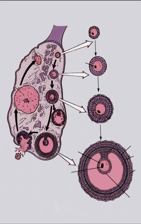 ωοκυττάρου