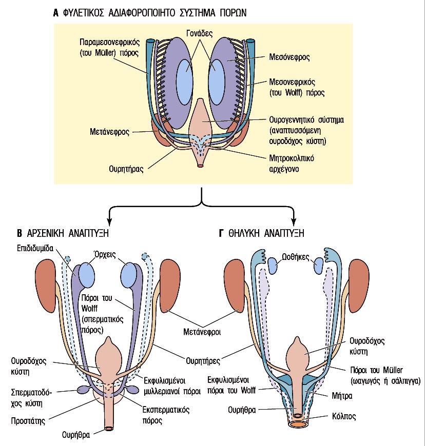Διαφοροποίηση & μετασχηματισμός των γεννητικών πόρων Αρχέγονο αναπαραγωγικό σύστημα : πόροι Müller, Wolf κοινή οπή γεννητικών πόρων + ουροποιητικού Οι πόροι Müller παρακμάζουν στα
