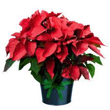 Thank you to the following families who have donated poinsettia plants in honor of or in memory of loved ones, or just to beautify our church at Christmastime Matt, Joann and Nicholas Bannon Frieda