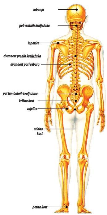 SUSTAV ORGANA ZA POKRETANJE TIJELO U AKCIJI Sustav organa za pokretanje sastoji se od skeleta (ukljuëuje kosti, hrskavice i ligamente) i pripadajuêih miπiêa.