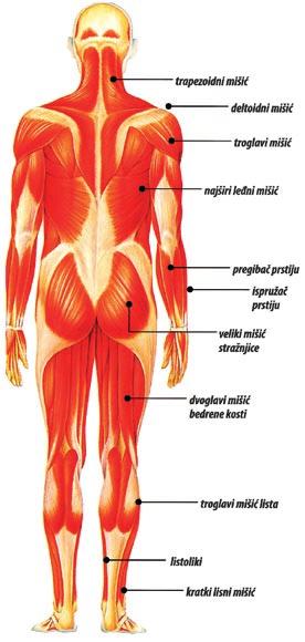 u kojima su susjedne kosti odijeljene zglobnom hrskavicom ili diskom, vezani su Ëvrstim ligamentima, πto omoguêuje vrlo male pokrete (npr.