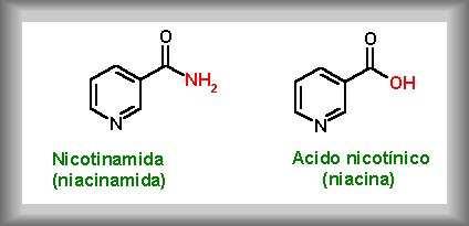 B3 BITAMINA edo NIAZINA Niazina, PP Faktore edo Antipelagra faktorea