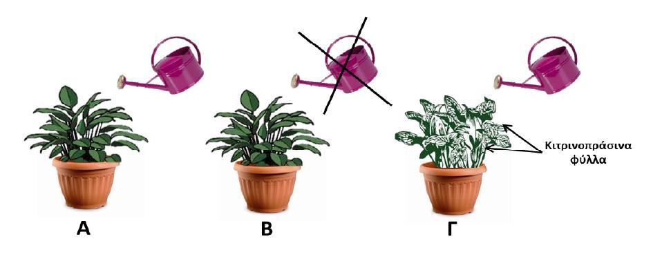 Ερώτηση 6: (6μ) Τα φυτά Α και Β είναι ίδια και έχουν πράσινα φύλλα. Το φυτό Α είναι ποτισμένο και το φυτό Β απότιστο. Το φυτό Γ έχει κιτρινοπράσινα φύλλα.