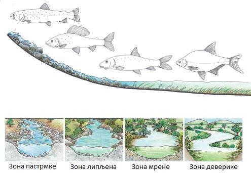 бројних турбуленција обогаћена кисеоником. Температура воде у овој зони никада не прелази 20 С.