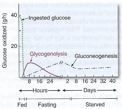 depleția glicogenului și arderea grăsimilor