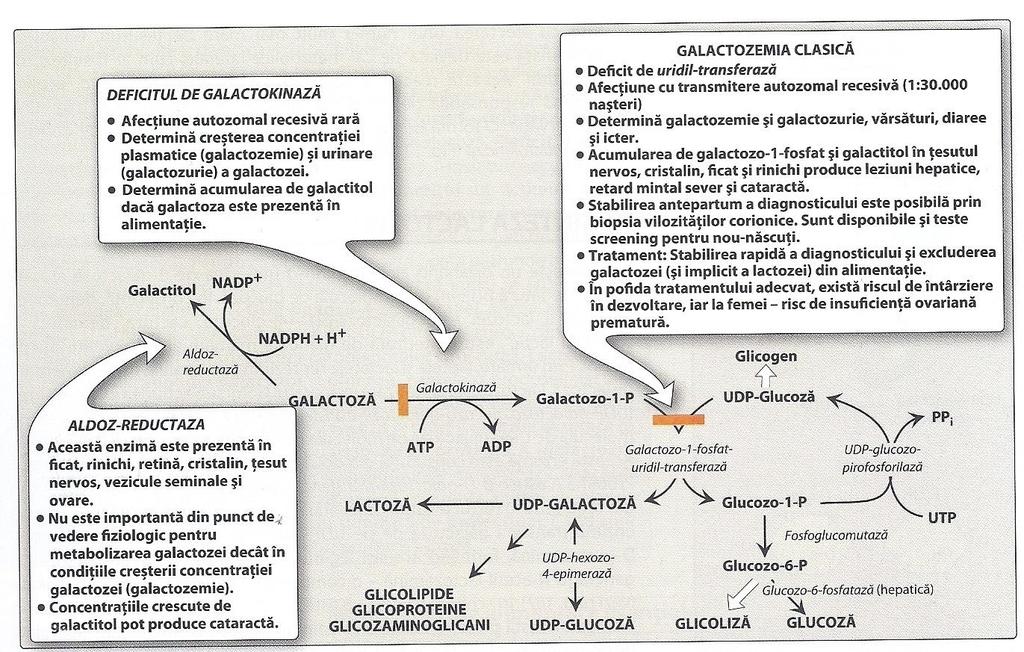 Metabolismul galactozei