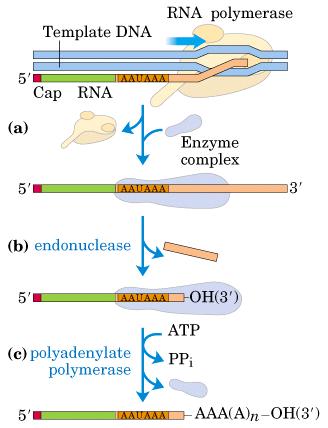 Procesiranje mrna Tri glavne modifikacije: 1. capping : dodajanje RNA kape 2. dodajanje poli-arepa 3.