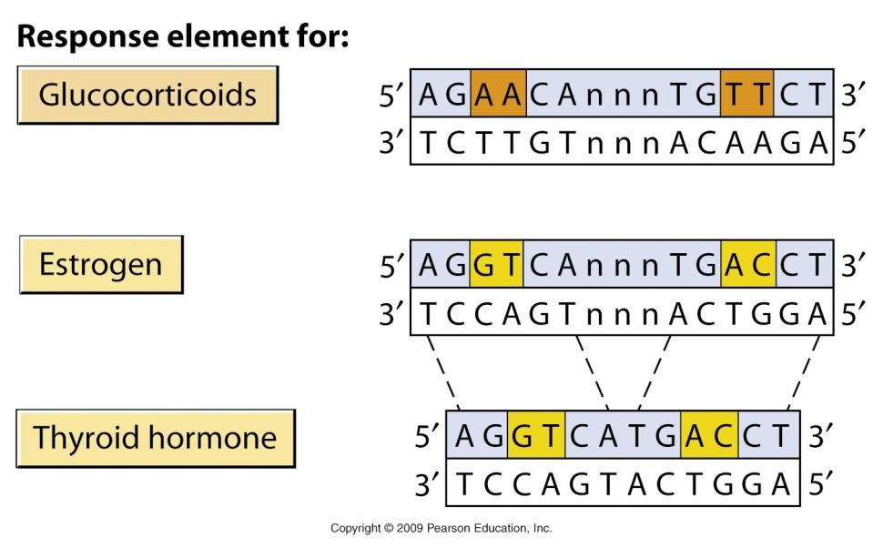 kompleksi intracelularnih receptorjev za steroidne hormone) TF, ki jih aktivira transdukcija signala v celici (signal, ki se iz