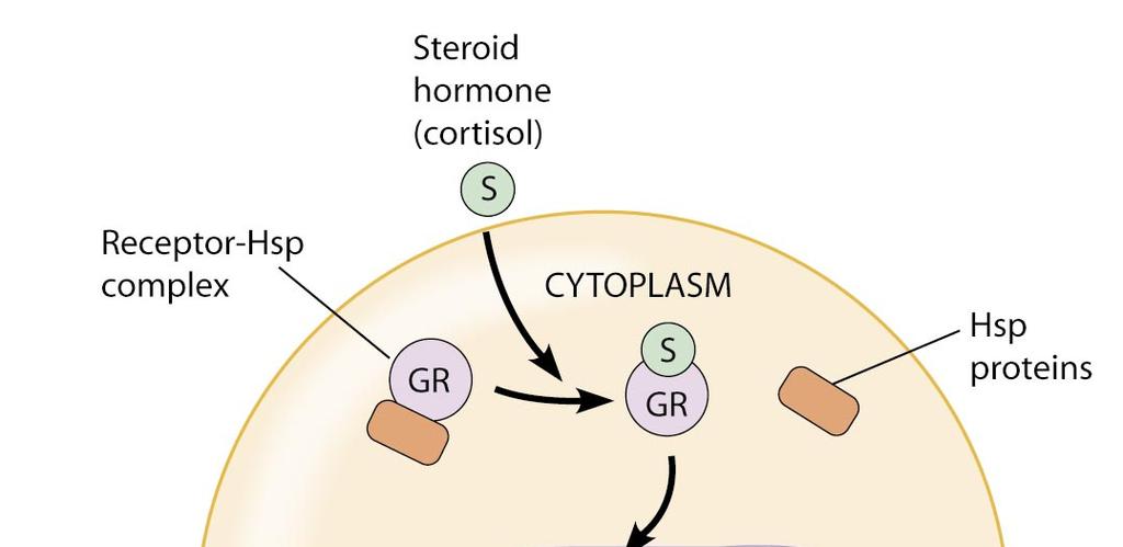 Primer: odzivni element za glukokortikoidne hormone Intracelularni receptor, vezan z