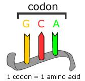 Kompleksi RNA in proteinov (ribonukleoproteinski delci), kjer poteka sinteza proteinov Iz 2 podenot: 60S in 40S (prokarionti 50S in 30S) med podenotama je tunelček za mrna 60S podenota