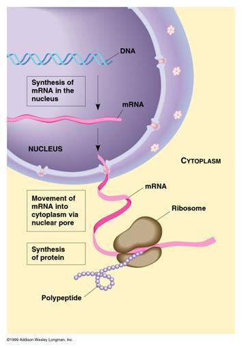 iniciacija 2. elongacija 3. terminacija Sodelujejo: 1. mrna ( koda ) 2. trna ( dekoder ) 3. ribosom (mesto dekodiranja) 18