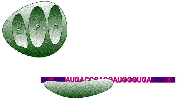 Translacija iniciacija Ribosom ima tri aktivna mesta: P, A in E Manjša (40S) podenota ribosoma prepozna 5 konec mrna, nato potuje vzdolž mrna do začetnega kodona (skoraj vedno AUG) in veže ustrezno