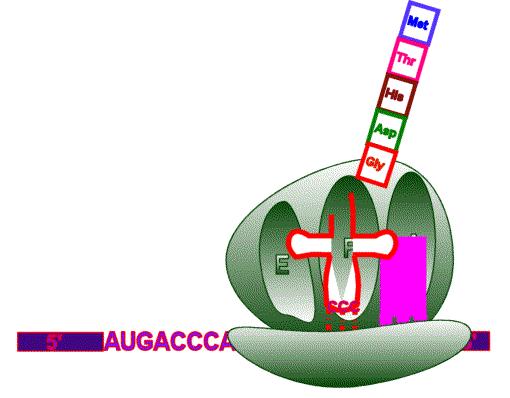 peptidil-transferazo v hidrolazo, ki odcepi peptidno verigo s trna Polipeptidna veriga, trna in