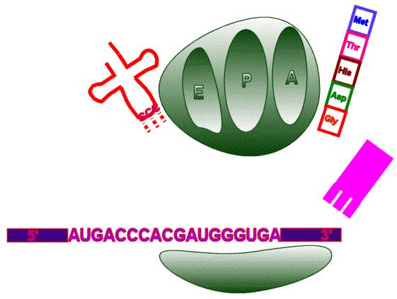 translacija Vaja: http://learn.genetics.utah.