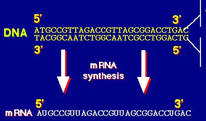 Struktura gena Naloga: struktura nukleinskih kislin Ali gre v sledečih primerih za DNA ali RNA zaporedje? 1. TGCCAATTG 2. GGGAAACCT 3. CUGGAGACC 4. GGTTTCACAA 5. CUUGGGAUAU 6.