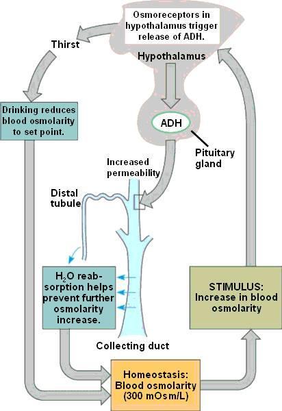 ROLUL ADH IN ECHILIBRUL HIDRIC Secreția hipotalamică de ADH este stimulată de: - creșterea osmolalității plasmatice; - scăderea volumului