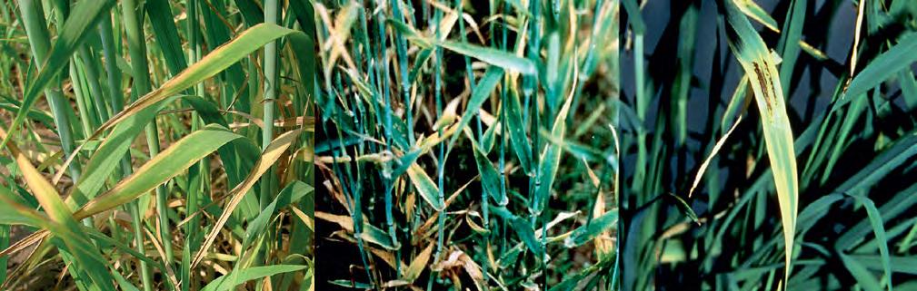 Ziemas kviešu papildmēslošanas ieteikumi Kālija trūkuma pazīmes. Avots: IPNI Sulfonylurea grupas herbicīdiem jāpievieno virsmas aktīvā viela saskaņā ar ražotāja rekomendāciju.