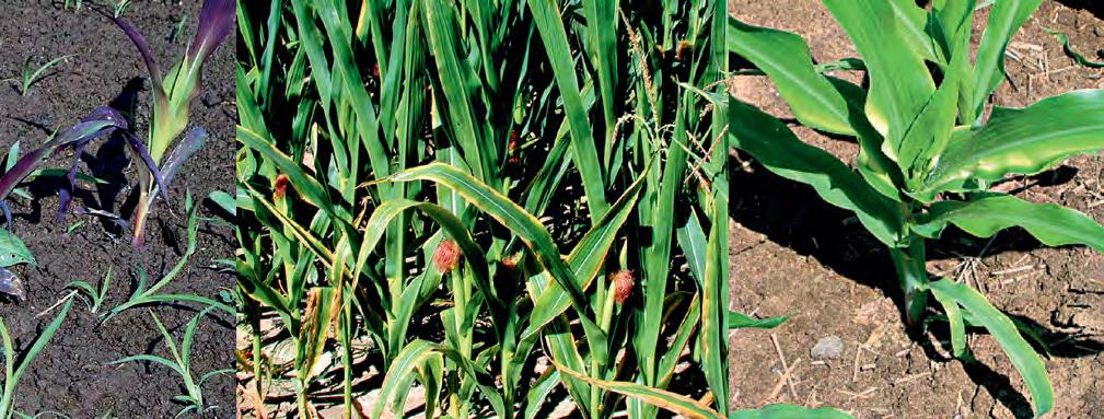 Kukurūzas papildmēslošanas ieteikumi Kukurūza ir īpaši prasīgs kultūraugs un slikti attīstās noplicinātās un barības vielām nabadzīgās augsnēs.