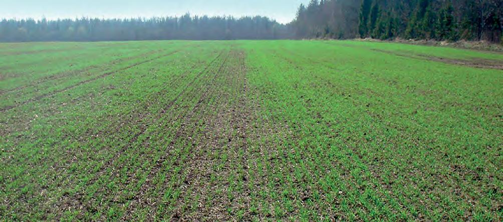 Graudu kodināšana mēslojuma piedevas pie kodnes HUMISTAR ietekme uz augsni un augiem Uzlabo augsnes auglību: uzlabo augsnes struktūru, pastiprina augsnes bioloģisko aktivitāti, uzlabo mikrofloras