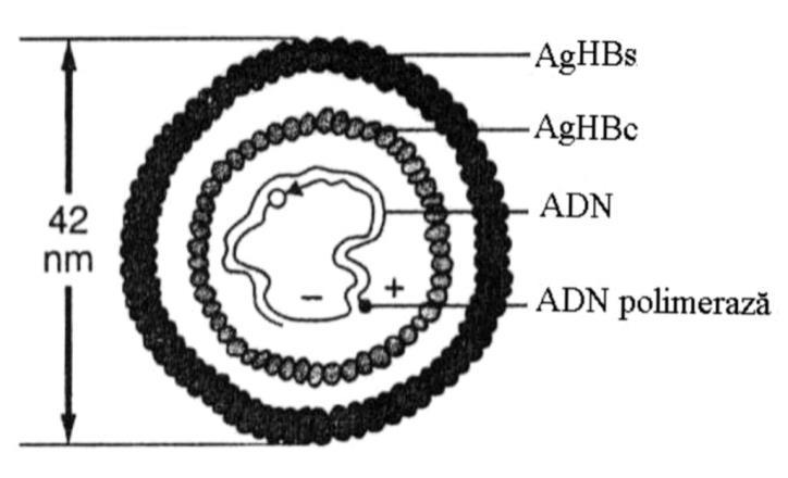 Virusul hepatic B VHB face parte din familia hepadnaviridae virusul are opt genotipuri (A-H), a căror prevalenţă variază în funcţie de zona geografică Hepatocitul este singurul loc în care se replică