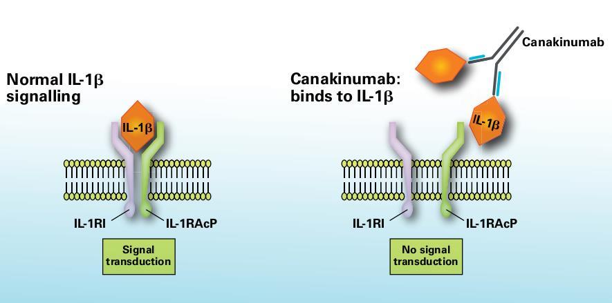 Μεραληζκόο δξάζεο Canakinumab Σν Canakinumab πξνζδέλεηαη ζηελ αλζξώπηλε IL-1β κε πςειή ζπγγέλεηα, εκπνδίδνληαο 1-3 : Σελ πξόζδεζε ηεο IL-1β ζηνλ IL-1 ππνδνρέα 2,3 Σελ ελεξγνπνίεζε γνληδίσλ πνπ
