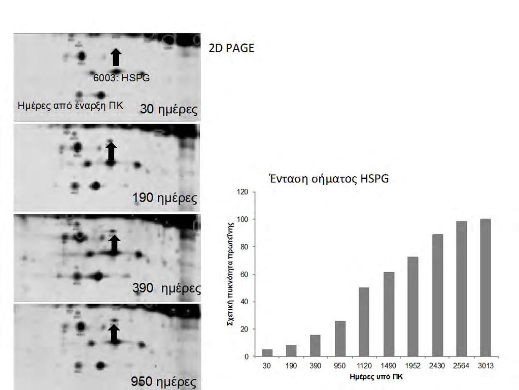 Εικόνα 25: Η πρωτεογλυκάνη θειικής ηπαράνης (HSPG) στο περιτοναϊκό διάλυμα αυξάνεται με την πάροδο του χρόνου στην ΠΚ, σε ασθενή με σταθερή λειτουργία περιτοναϊκής μεμβράνης (υποδειγματικές εικόνες)