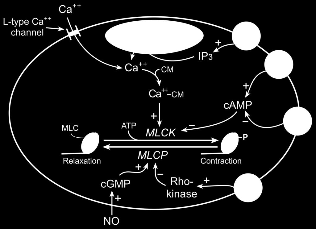 κυτταροπλασματικού Ca 2+ και σύσπαση ü με εκπόλωση μεμβράνης ή ΔΕ ü απουσία