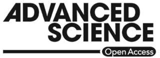 Copyright WILEY-VCH Verlag GmbH & Co. KGaA, 69469 Weinheim, Germany, 2017. Supporting Information for Adv. Sci., DI: 10.