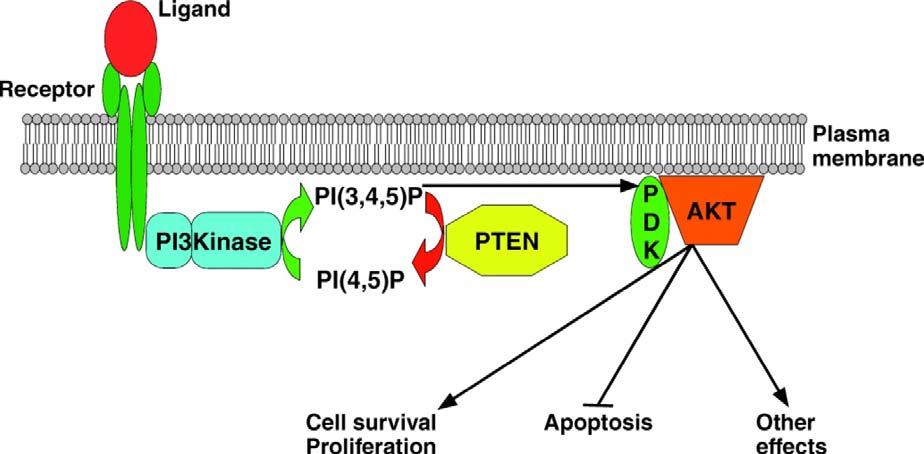 ض 2 بررسي اثرات ضدسرطاني.../ رقيه شهبازي و همكاران (B Akt (protein kinase و در نتيجه اثر بر فرايندهاي تكثير و تمايزسلولي آپوپتوز آنژيوژنز و متاستاز عمل كنند (10-13).