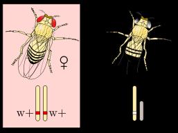 56. Nucleosomii sunt: 1. proteine histonice cu segment de ADN în interior 2. particule organice, funcționale, ribonucleoproteice 3. structuri celulare, permanente, granular-fibrilare 4.