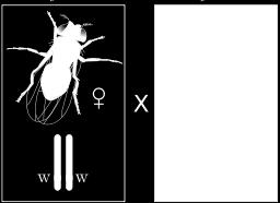 face parte dintre bacteriozele animalelor vertebrate 3. se tratează cu interferon produs de celulele animale 4. se poate combate, adesea, prin utilizarea antibioticelor 58. Mitocondriile : 1.