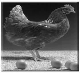 Чланак 8 KОКОШ Живина се гаји у свим нашим крајевима, у сеоским домаћинствима и на живинарским фармама. У живину спадају: кокошке, гуске, патке, ћурке.