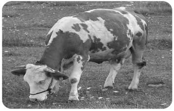 Од крављег млека прерадом се добијају различити млечни производи: сир, кајмак, павлака, кисело млеко, качкаваљ, маслац, јогурт.