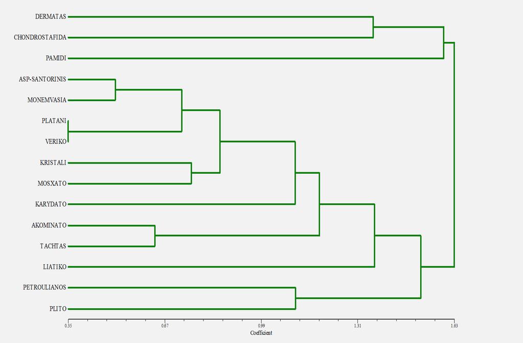 Εικ.16 Δενδρόγραμμα ποικιλιών με βάση το βλαστό Με βάση το παραπάνω δενδρόγραμμα(εικ.