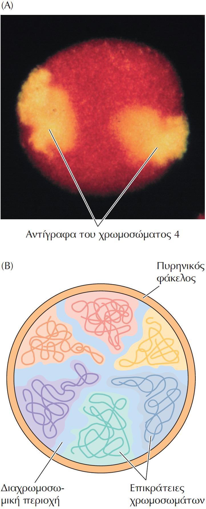 ΕΙΚΟΝΑ 9.19 Οργάνωση των χρωμοσωμάτων στον πυρήνα των θηλαστικών. (Α) Ανιχνευτές επαναλαμβανόμενων αλληλουχιών του χρωμοσώματος 4 χρησιμοποιήθηκαν για πείραμα υβριδισμού σε ένα ανθρώπινο κύτταρο.