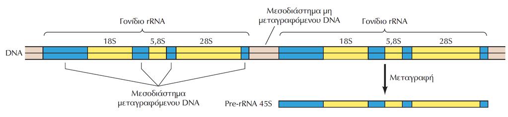 Πυρηνίσκος και η επεξεργασία του rrna ΕΙΚΟΝΑ 9.25 Τα γονίδια του ριβοσωμικού RNA.