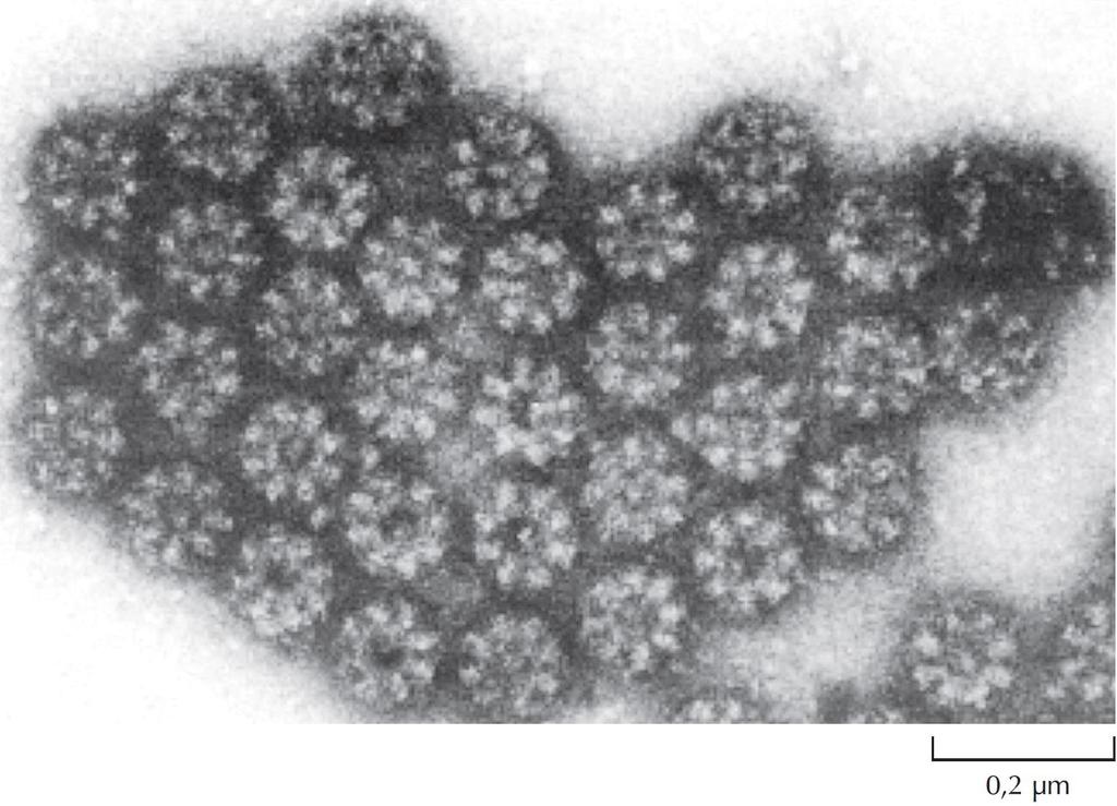 ΕΙΚΟΝΑ 9.7 Φωτογραφία ηλεκτρονικού μικροσκοπίου που δείχνει σύμπλοκα πυρηνικών πόρων.