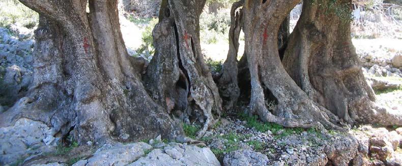 Ιχθυολογίας και Υδάτινου Περιβάλλοντος Βασίλειος Σ.