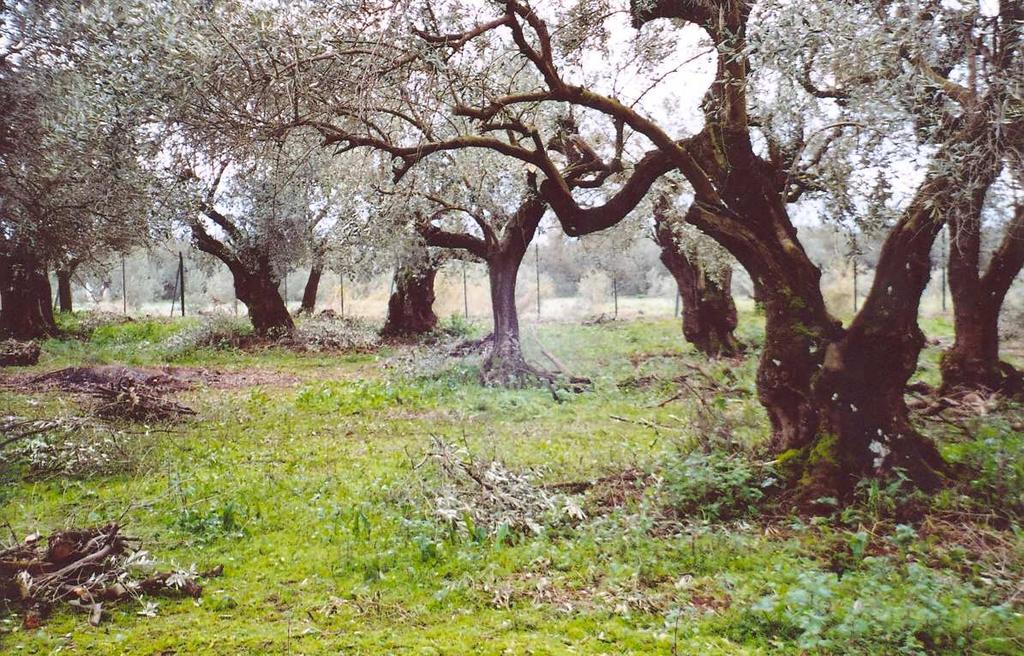 Εικόνες 7 & 8 : Φωτογραφικό υλικό από