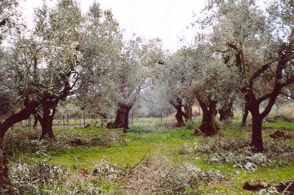 ελαιοστάσιο Βέλλιου), όπου φαίνεται και