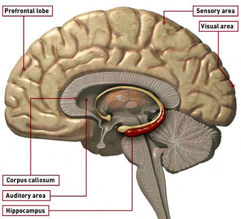 Εικόνα 2.2 Προσδιορισμός του ιπποκάμπου στον εγκέφαλο 2.
