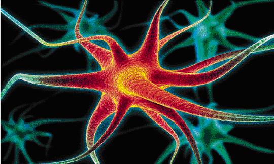 1.2 Βιολογικοί νευρώνες Οι νευρώνες του εγκεφάλου αποτελούνται από τρία δομικά μέρη ανεξαρτήτως από το μέγεθος τους.