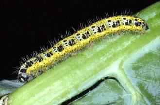 Pieris brassicae και P.