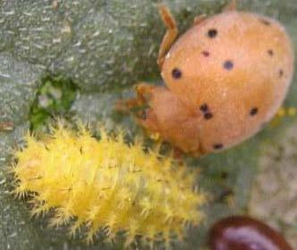 Epilachna chrysomelina (Coleoptera: