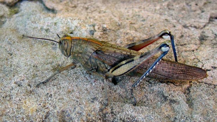 Anacridium aegyptium (Orthoptera: Acrididae) καστανή ακρίδα Πολυφάγο Μια γενεά το έτος (Μάιο- Ιούνιο εμφάνιση ακμαίων) Μεταναστευτικό (μεταναστεύει από Β.