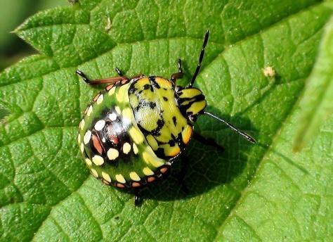 2 Παρόμοια βιολογία με τα άλλα Pentatomidae (μεταναστευτικό)