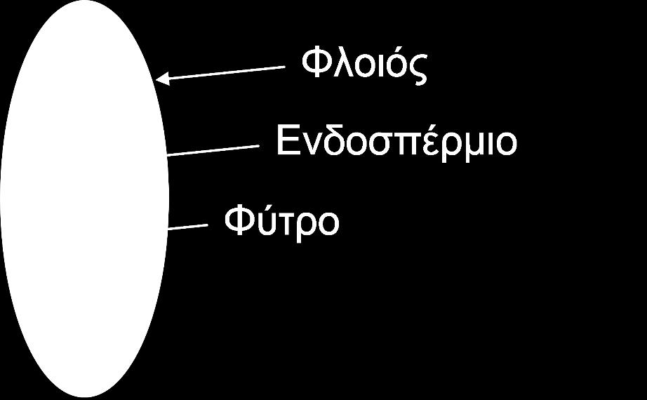 Καρπός (κεράτιο) Χαρούπι ένας «πολύτιμος» αλλά παραμελημένος καρπός σάρκωμα Χαρουπάλευρο (40-50% σακχαρα,3-4% πρωτείνες) Σπόροι 10-20% καρπού Υποκατάστατο καφέ Ζωοτροφές Μαγειρική Υποκατάστατο κακάο